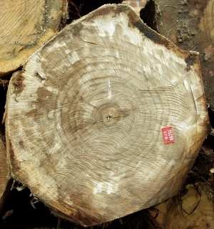 ModernOld Wood Texture