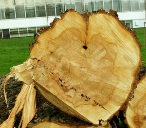 ModernOld Wood Texture