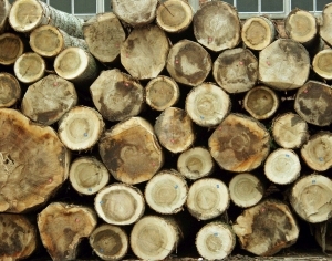 ModernOld Wood Texture