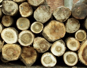 ModernOld Wood Texture