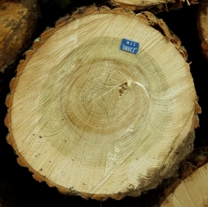 ModernOld Wood Texture