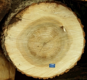 ModernOld Wood Texture