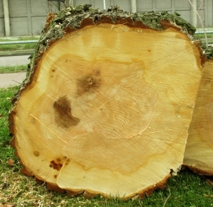 ModernOld Wood Texture