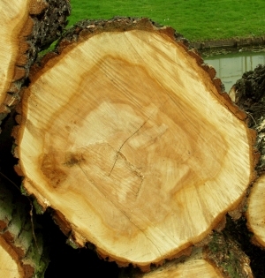 ModernOld Wood Texture