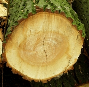 ModernOld Wood Texture