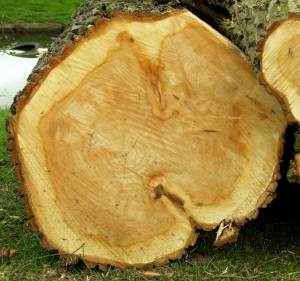 ModernOld Wood Texture