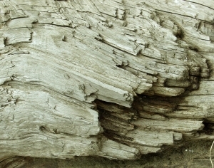 ModernOld Wood Texture