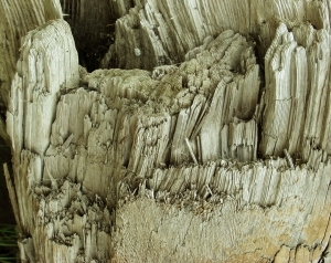 ModernOld Wood Texture