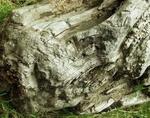 ModernOld Wood Texture
