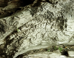 ModernOld Wood Texture