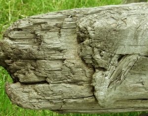 ModernOld Wood Texture