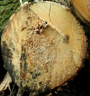 ModernOld Wood Texture