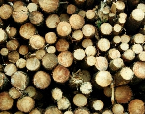 ModernOld Wood Texture