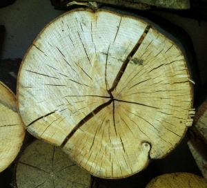 ModernOld Wood Texture