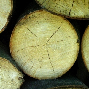 ModernOld Wood Texture