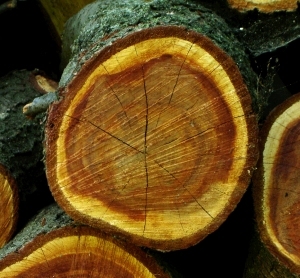 ModernOld Wood Texture