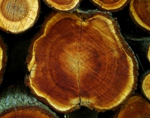 ModernOld Wood Texture