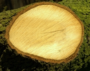 ModernOld Wood Texture