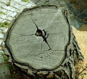 ModernOld Wood Texture