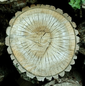 ModernOld Wood Texture