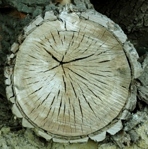ModernOld Wood Texture