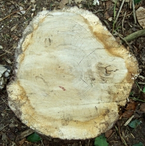 ModernOld Wood Texture