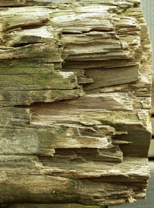 ModernOld Wood Texture