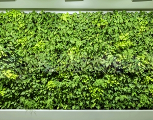 植物墙绿植墙-ID:399009943