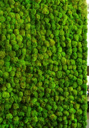 植物墙绿植墙-ID:833604109