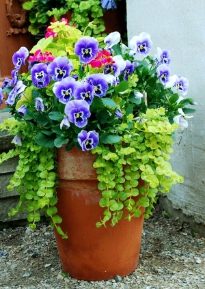 植物墙绿植墙-ID:868175035