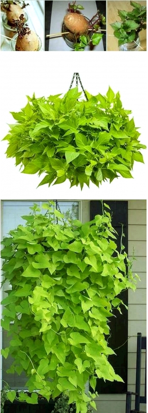 植物墙绿植墙-ID:640525102