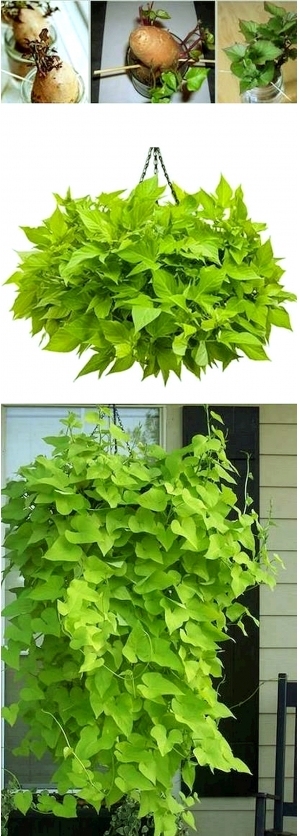 ModernPlant Leaves