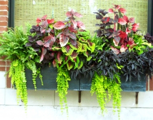 植物墙绿植墙-ID:608876947