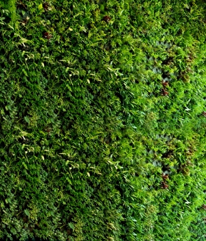植物墙绿植墙-ID:896807915