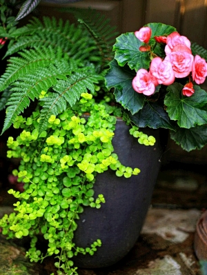 植物墙绿植墙-ID:766927966
