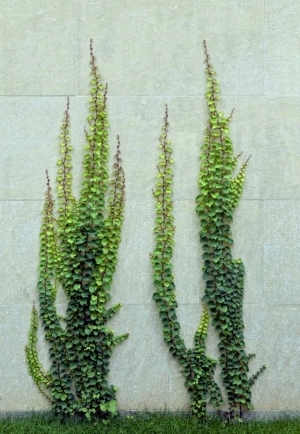 ModernPlant Leaves