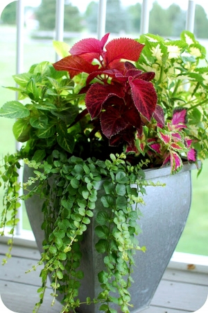 植物墙绿植墙-ID:747953892