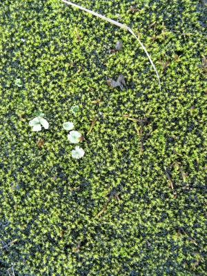 植物墙绿植墙-ID:898341897