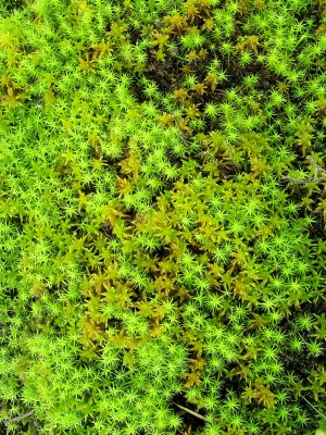 植物墙绿植墙-ID:796859036