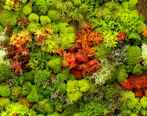 植物墙绿植墙-ID:112296102