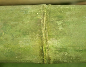 竹子竹干竹排护栏-ID:201408984