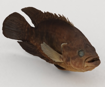 Modern Aquatic Animals-ID:754014973