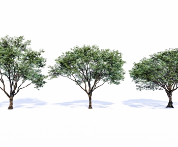 Modern Tree-ID:391678099