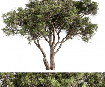 Modern Tree-ID:120136023