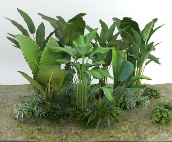 现代户外蕨类植物堆-ID:364712007