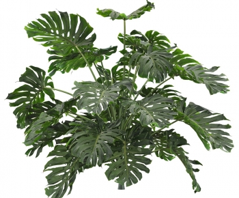 Modern Plant-ID:976754905