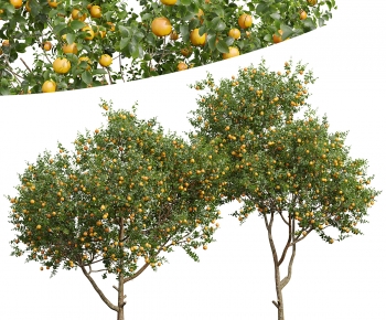 Modern Tree-ID:147969968