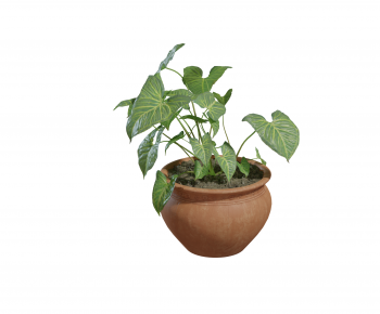 现代绿植盆栽-ID:648145912