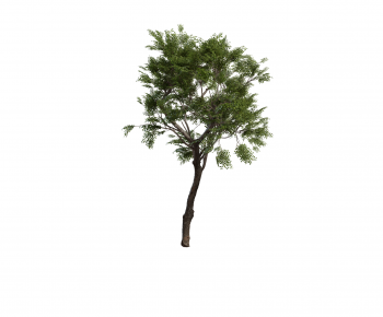 Modern Tree-ID:279239892