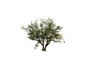 Modern Tree-ID:632678037